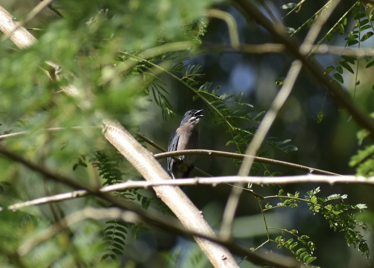 Whiskered Flowerpecker - ML645271133