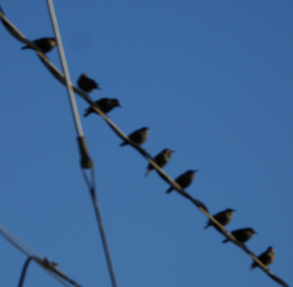 Шпак звичайний - ML645271140