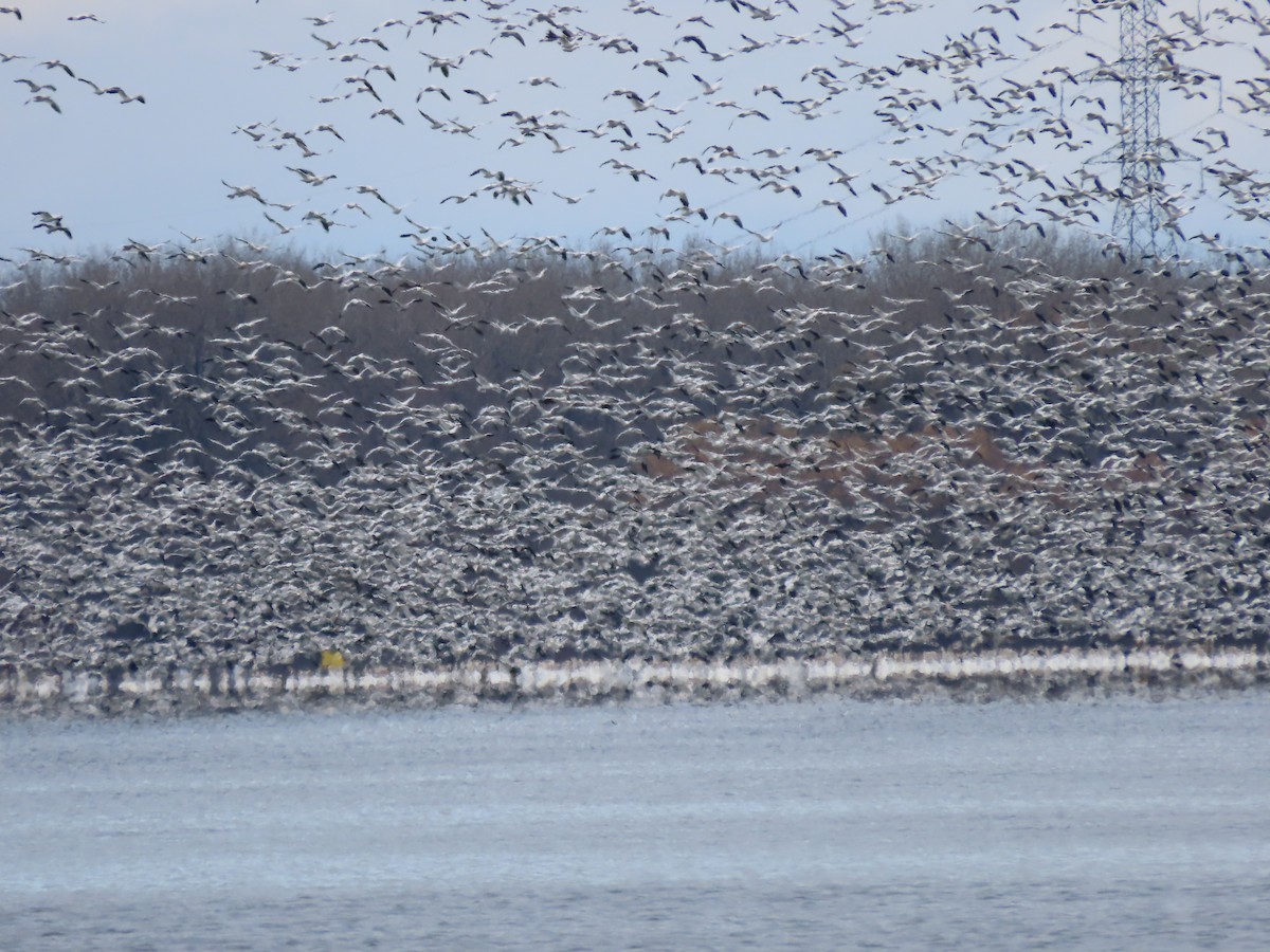 Snow Goose - ML645271143
