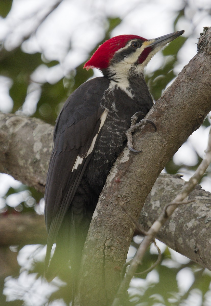 Pileated Woodpecker - ML645271149