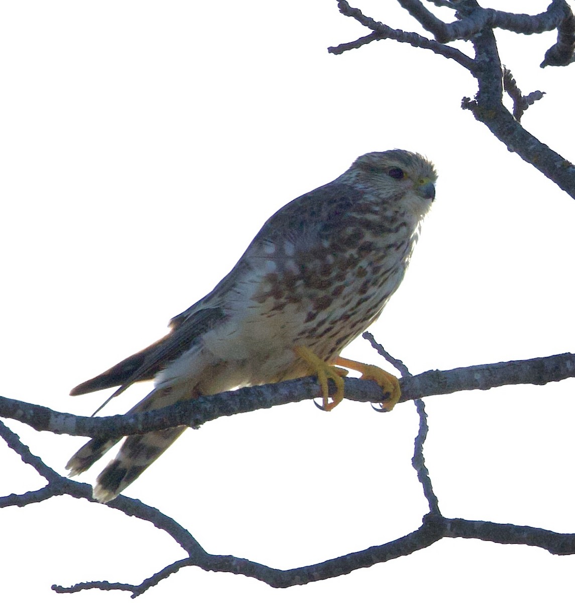 Merlin - ML645271150