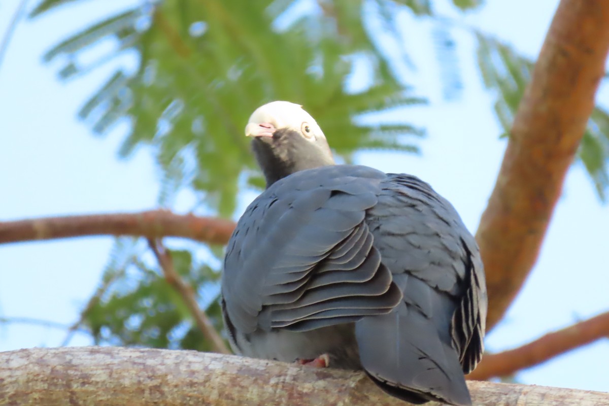 White-crowned Pigeon - ML645271151