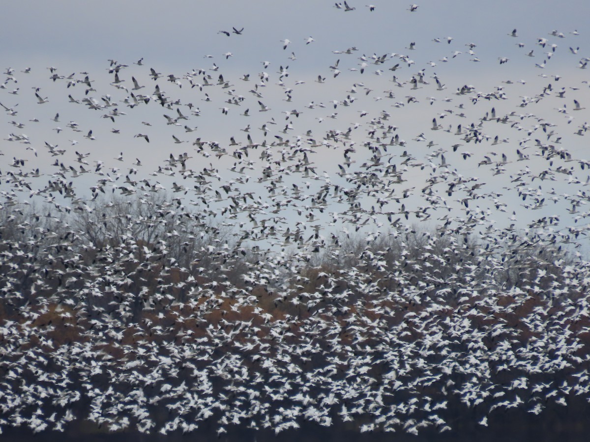 Snow Goose - ML645271164
