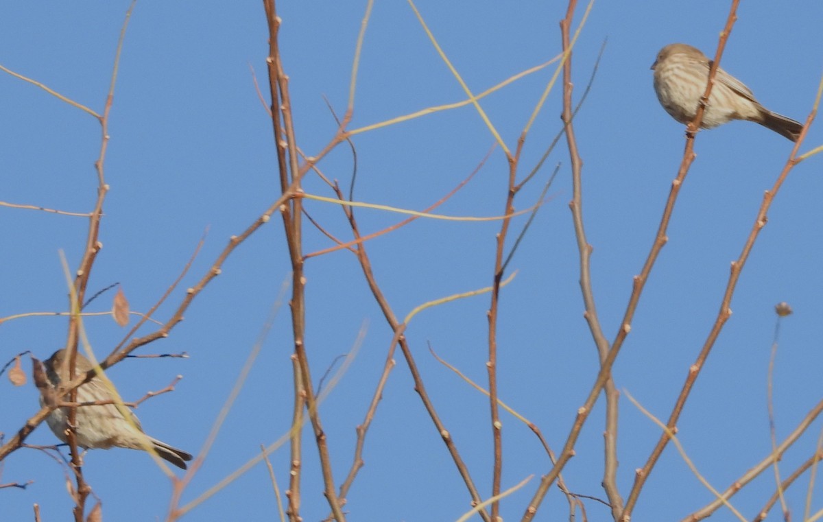 House Finch - ML645271174