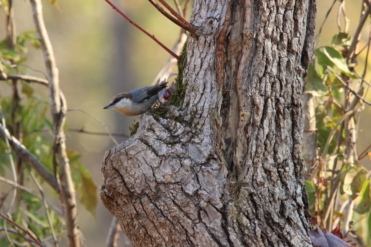 Sittelle à tête brune - ML645271177