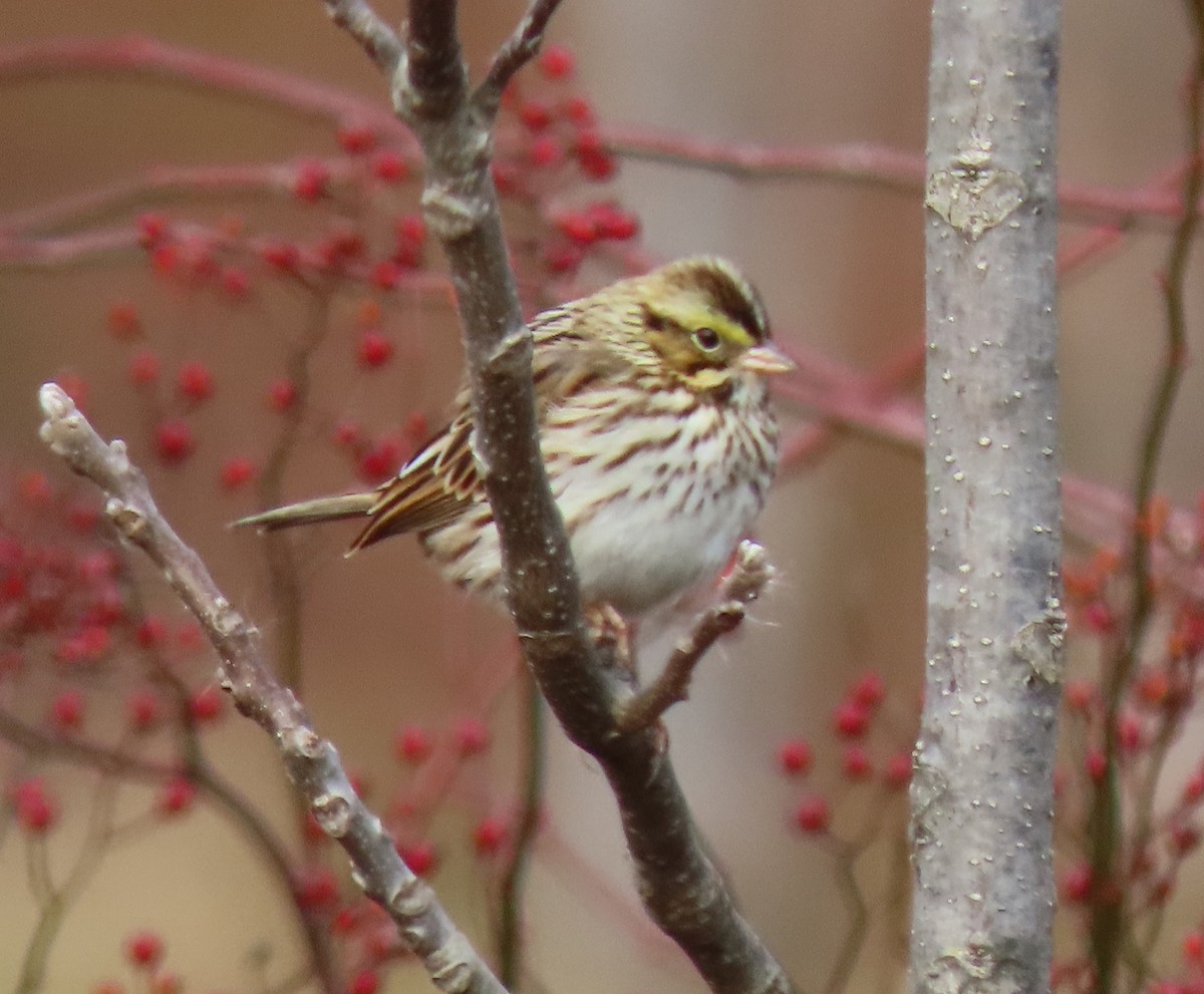 Savannah Sparrow - ML645271178