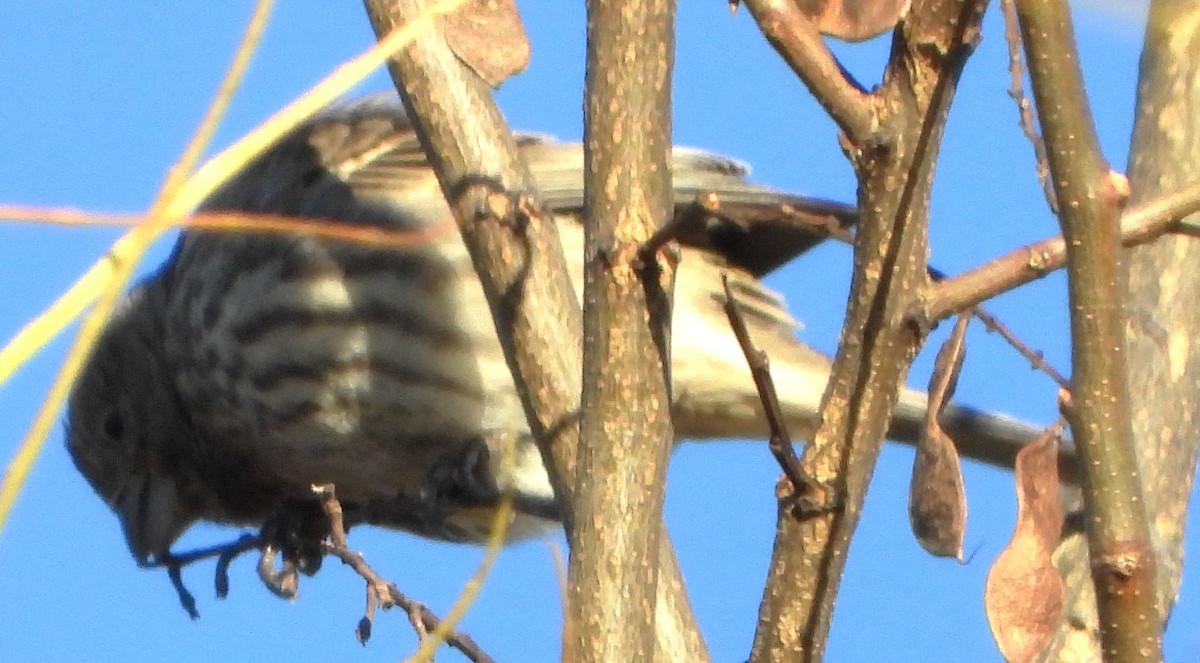House Finch - ML645271182