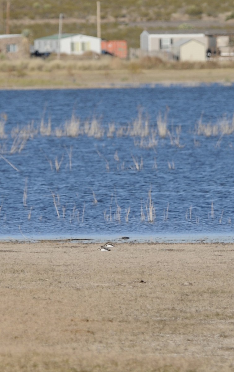 Semipalmated Plover - ML645271184