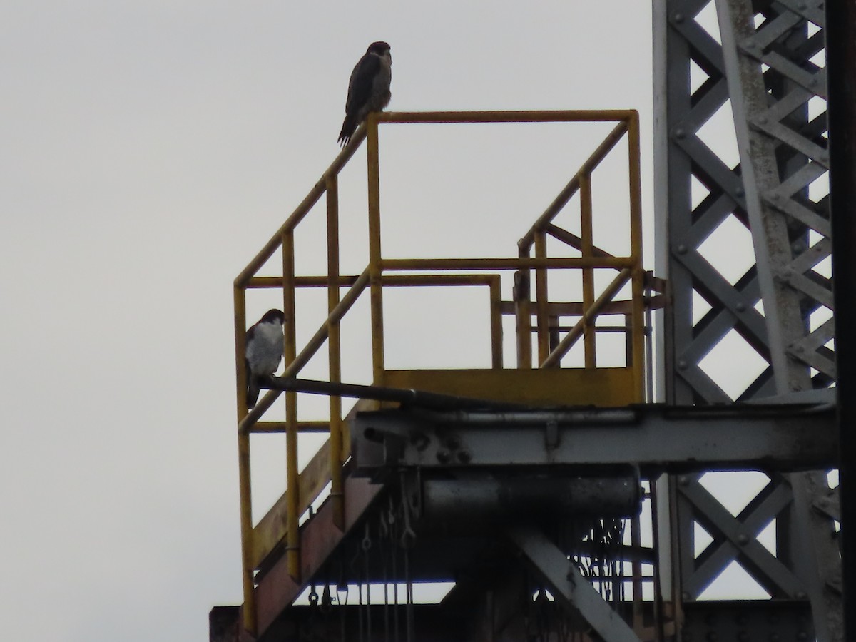 Peregrine Falcon - ML645271185