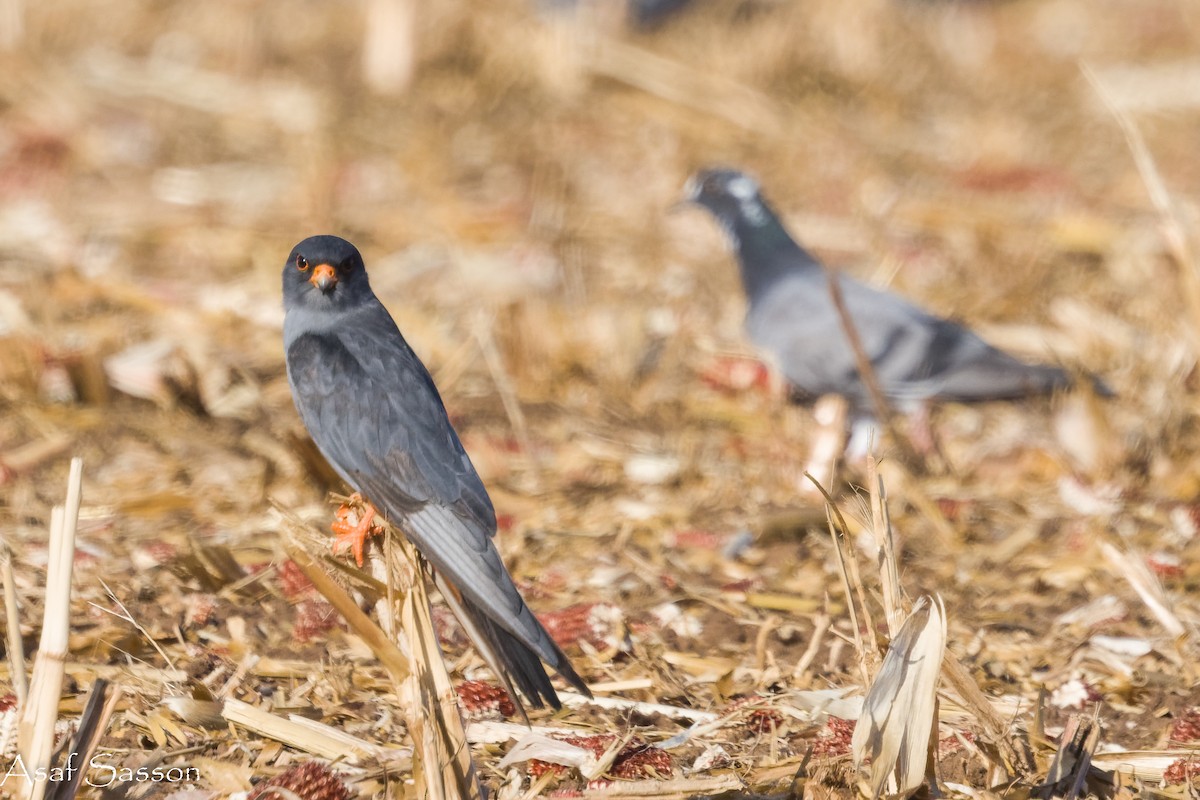 Red-footed Falcon - ML645271189