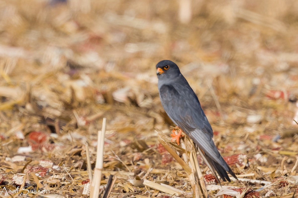 Red-footed Falcon - ML645271190