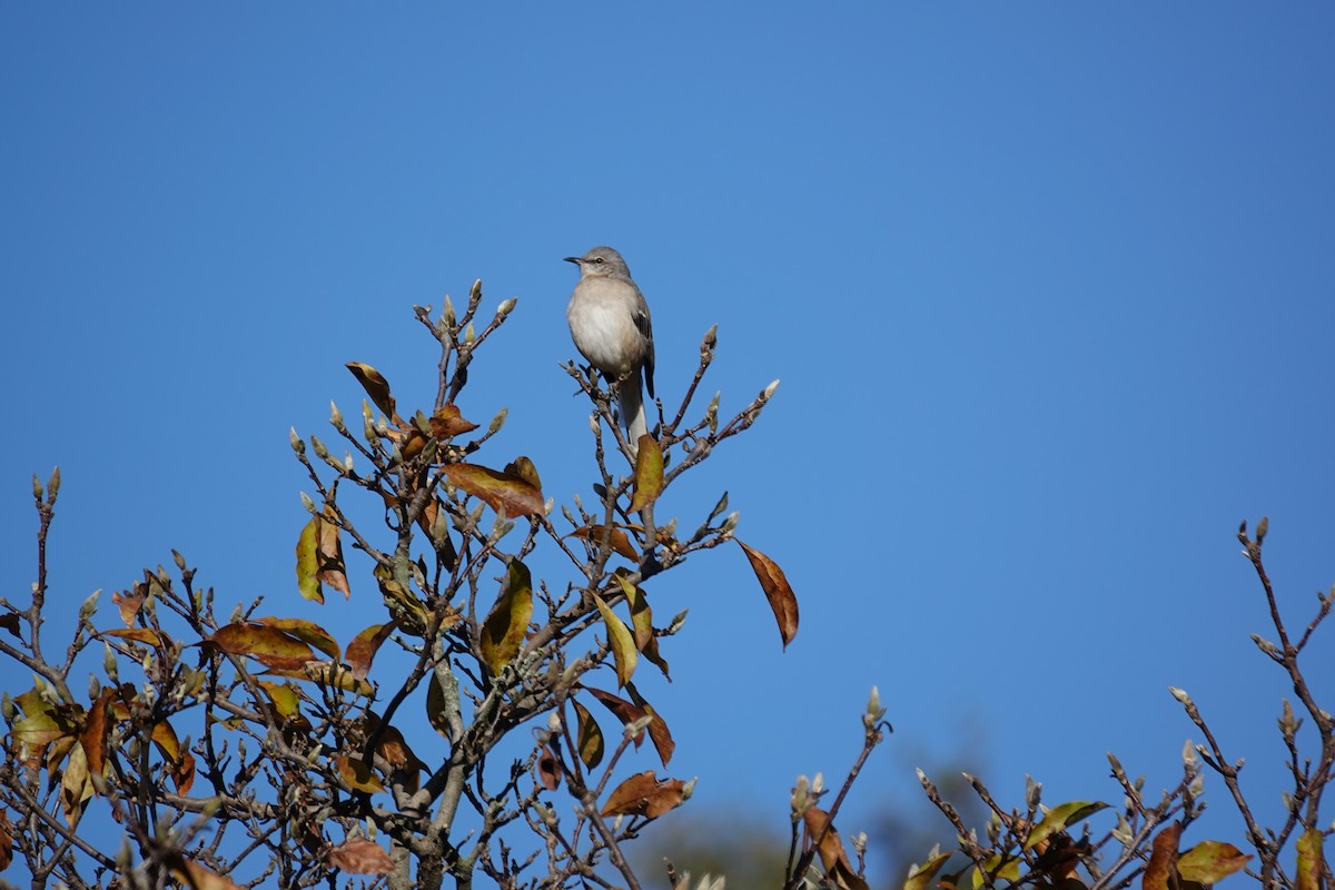 Northern Mockingbird - ML645271192