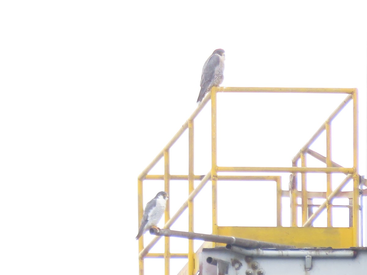 Peregrine Falcon - ML645271199