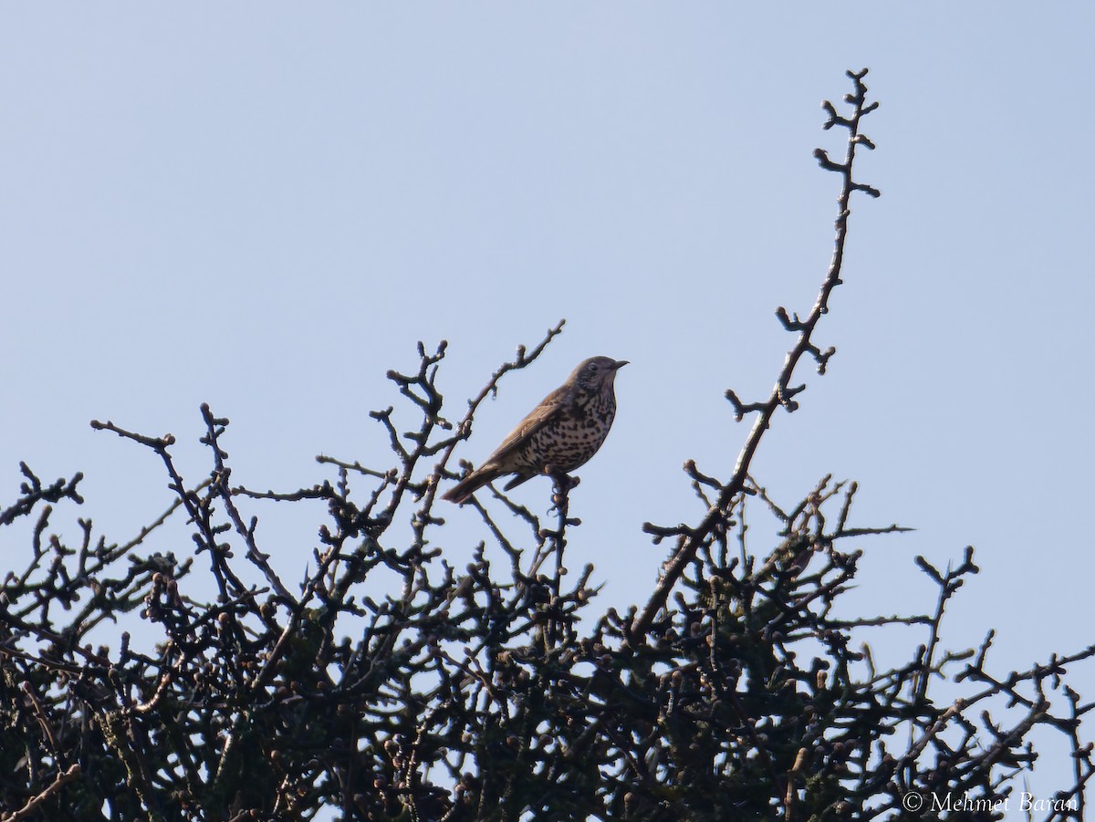 drozd brávník - ML645271201