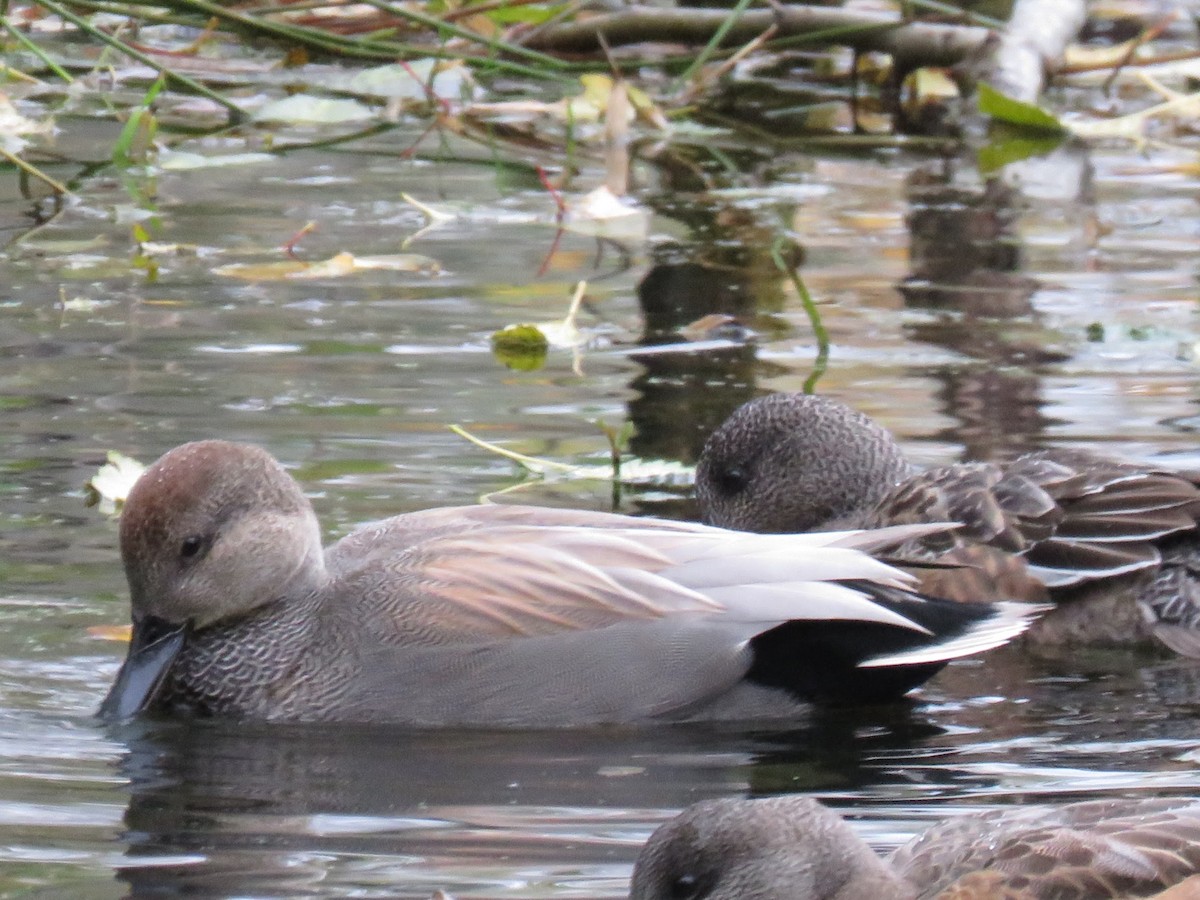 Gadwall - ML645271204