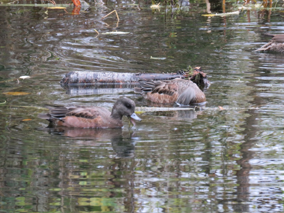 American Wigeon - ML645271211