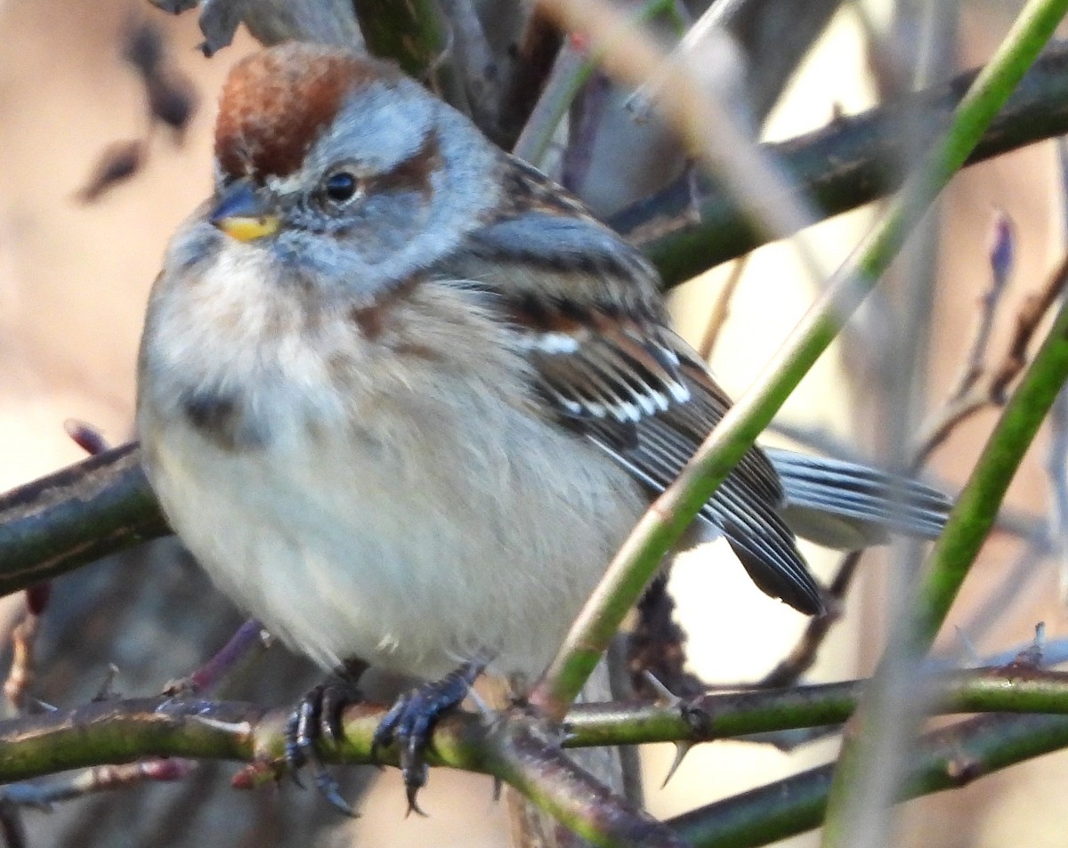 American Tree Sparrow - ML645271212