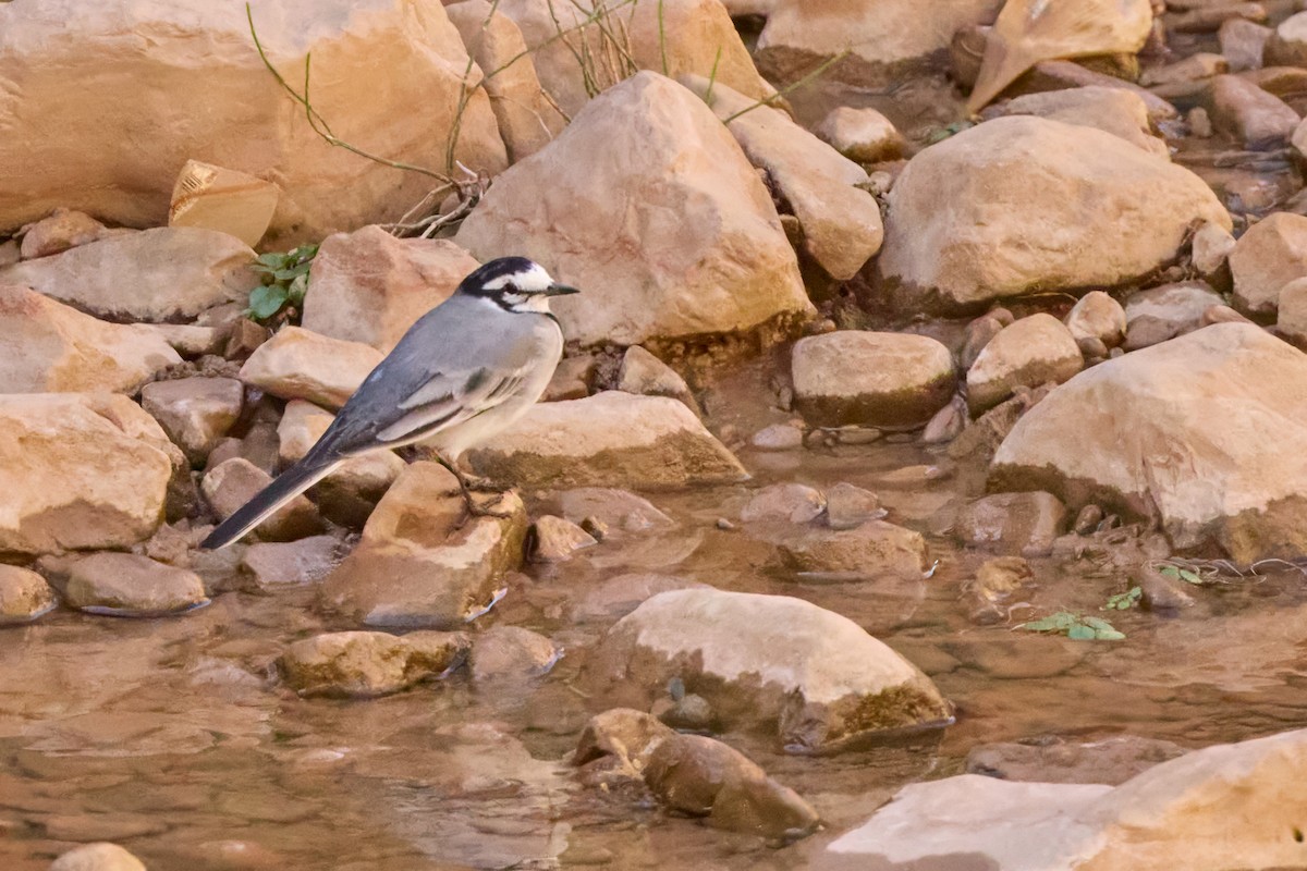 konipas bílý (ssp. subpersonata) - ML645271217