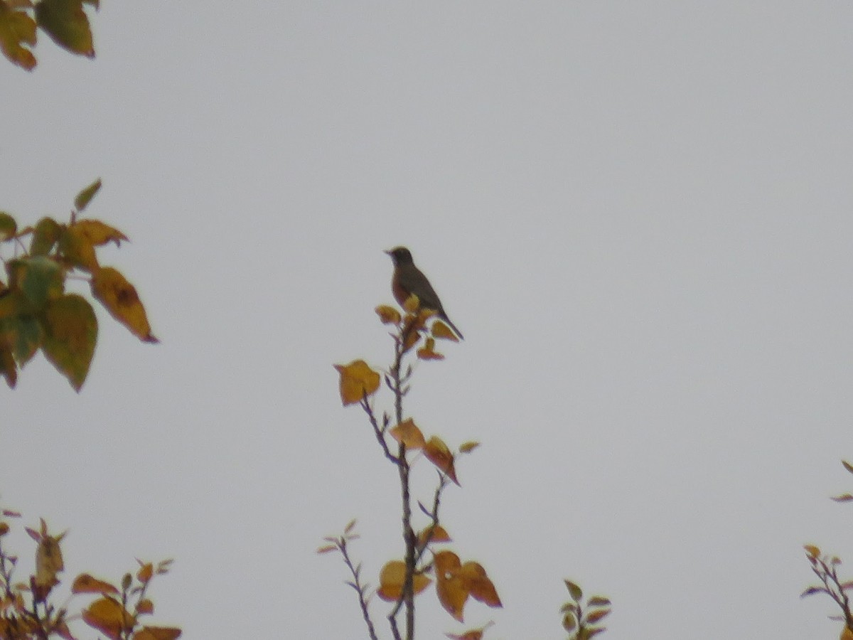 American Robin - ML645271220