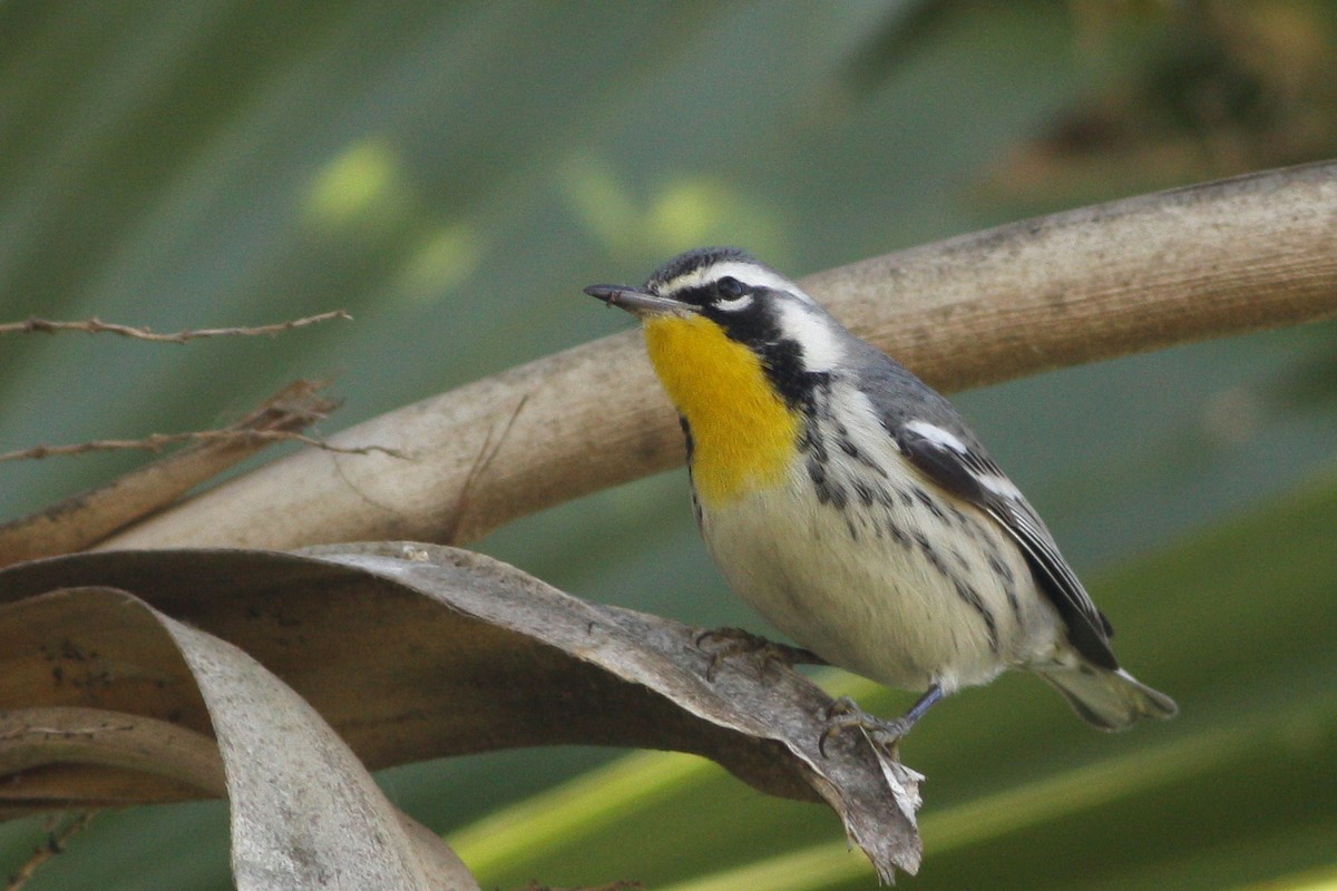 Goldkehl-Waldsänger - ML645271227