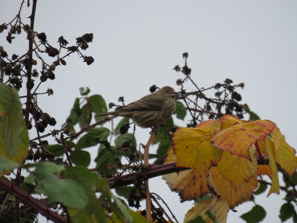 House Finch - ML645271229