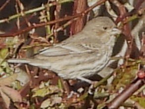 House Finch - ML645271243
