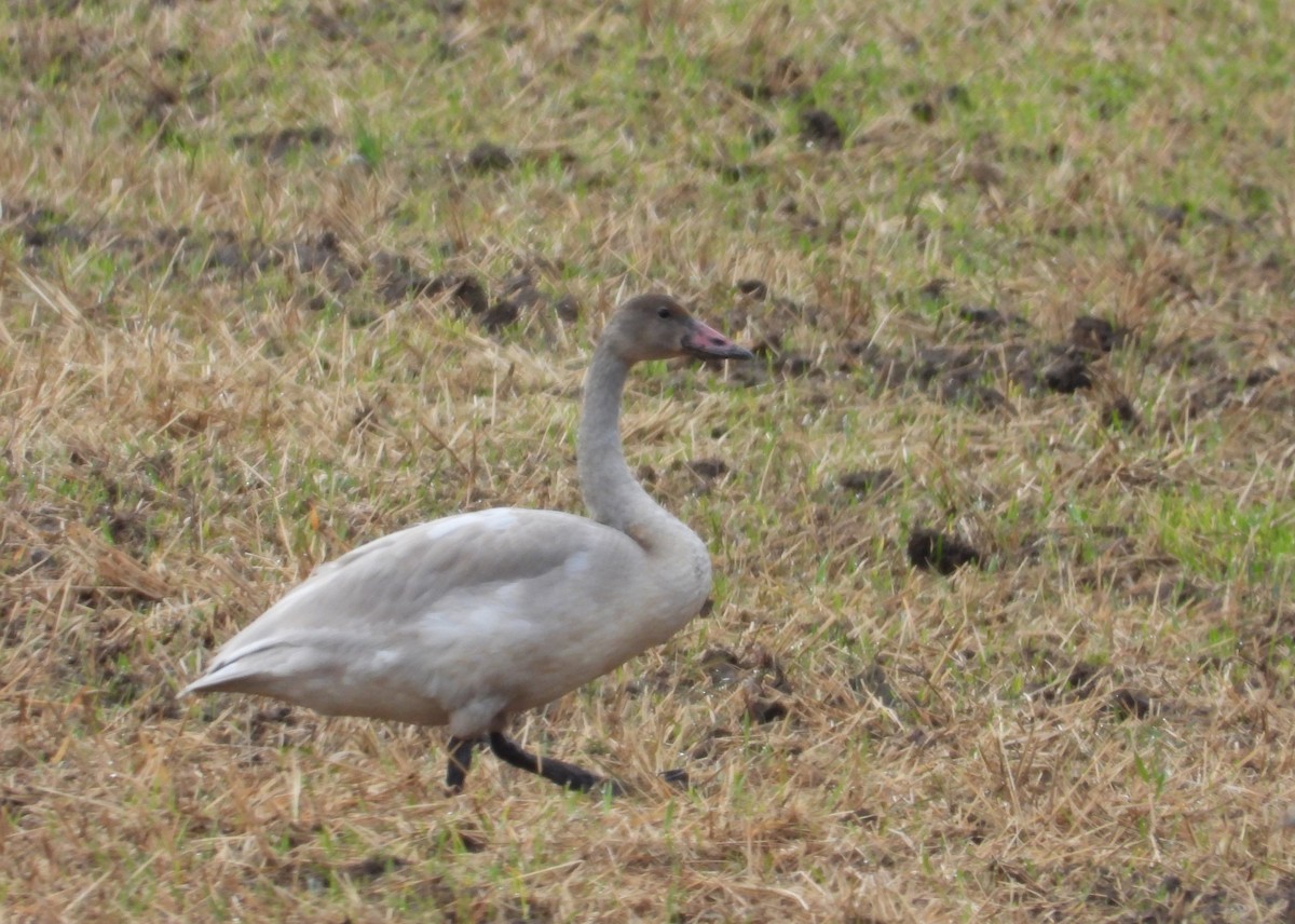 小天鵝 - ML645271245