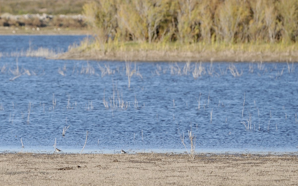 Semipalmated Plover - ML645271247