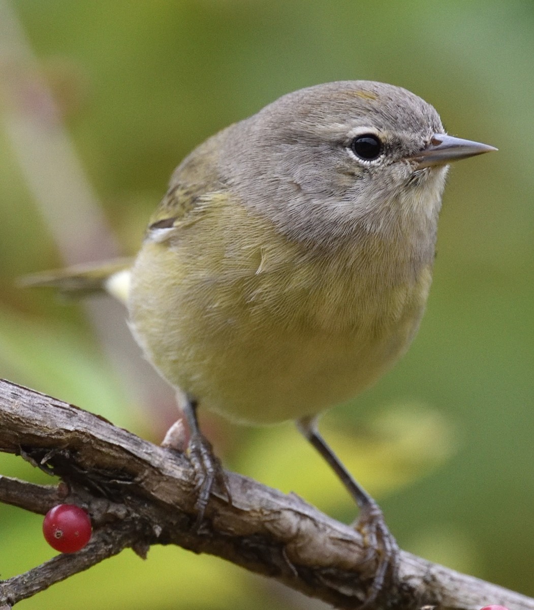 Orange-crowned Warbler - ML645271248