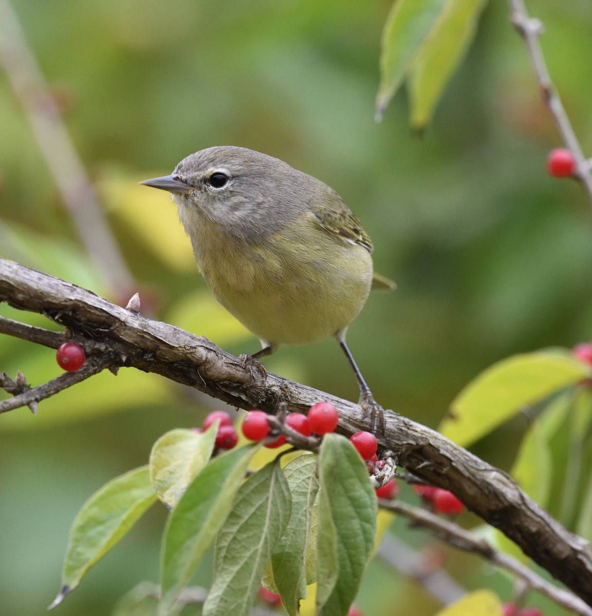 Orange-crowned Warbler - ML645271249