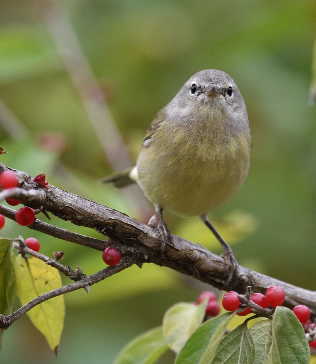 Orange-crowned Warbler - ML645271250