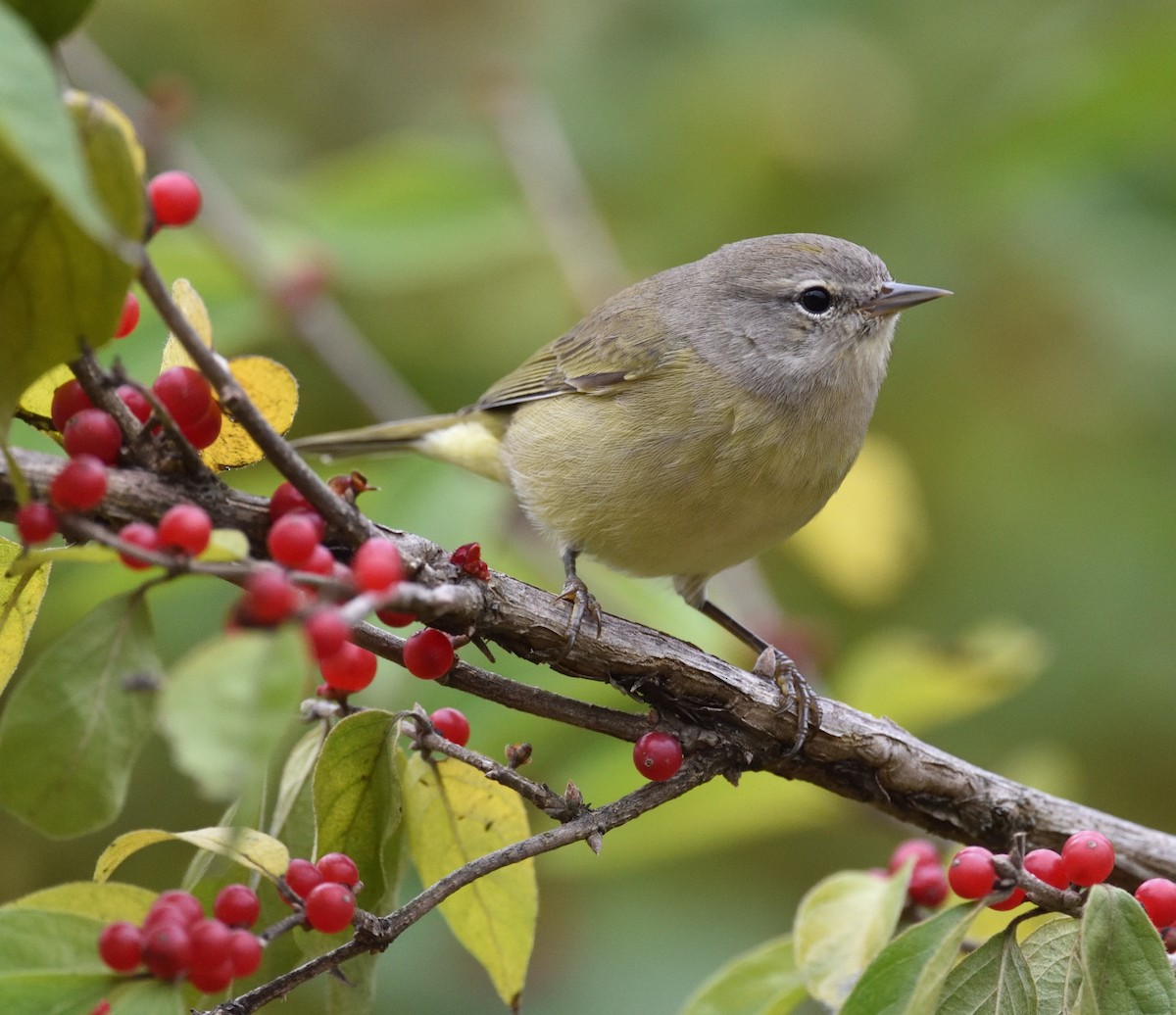 Orange-crowned Warbler - ML645271252