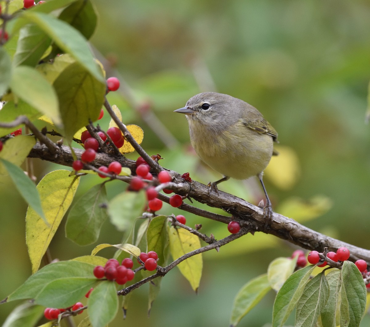 Orange-crowned Warbler - ML645271253