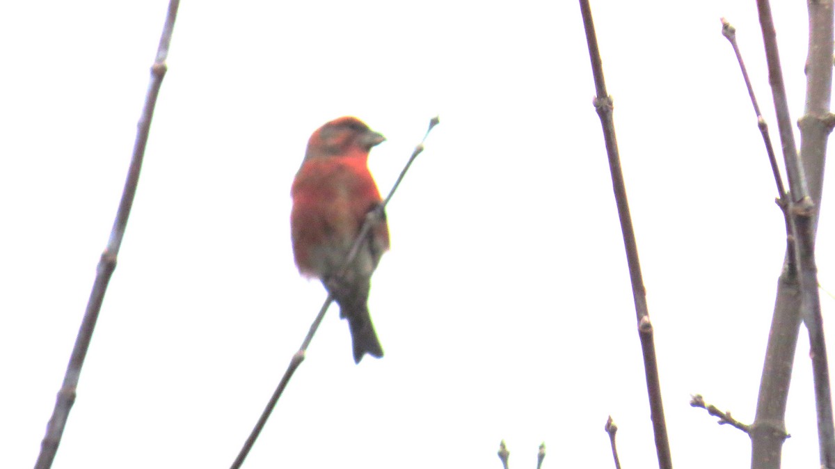 紅交嘴雀 - ML645271254