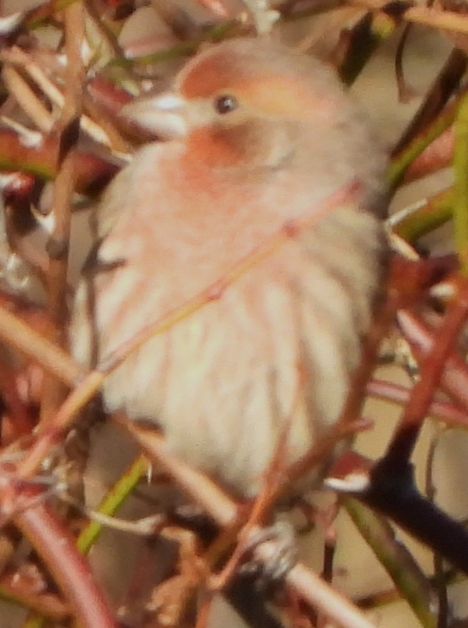 House Finch - ML645271255