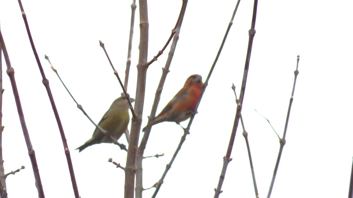 紅交嘴雀 - ML645271256