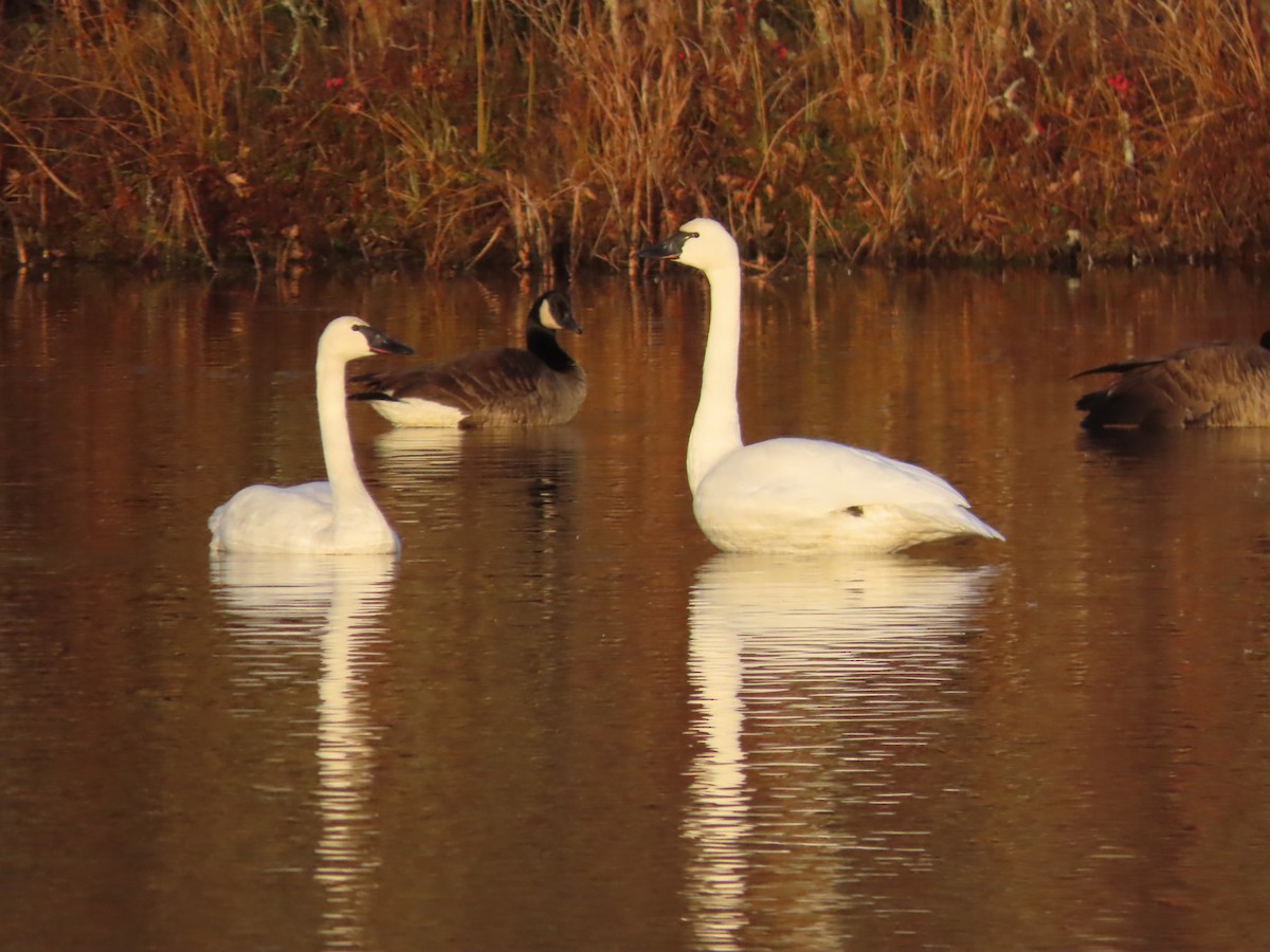 小天鵝 - ML645271257