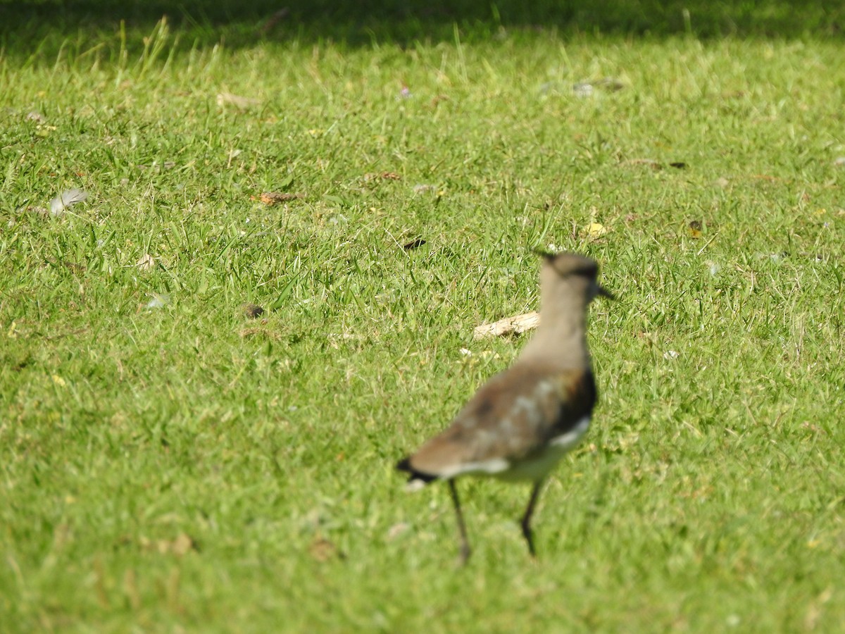 Southern Lapwing - ML645271258