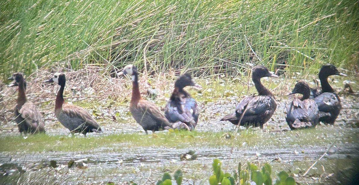 Muscovy Duck - ML645271260