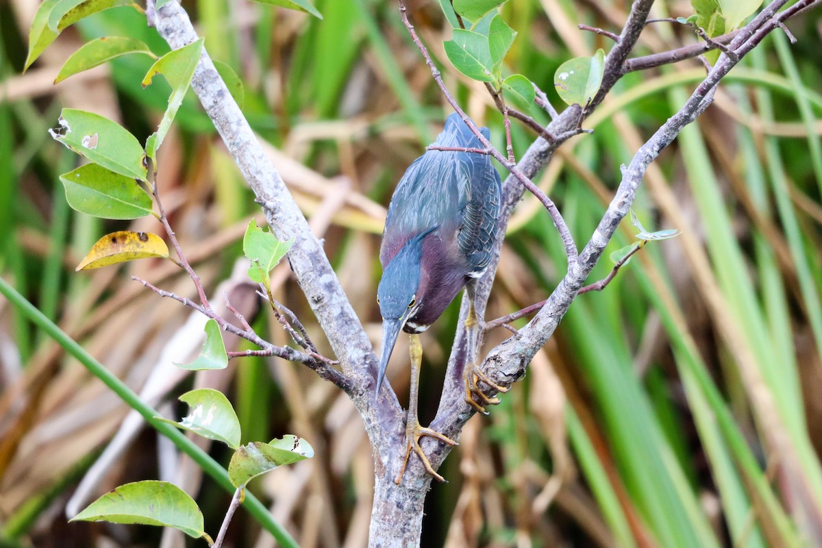 Green Heron - ML645271261