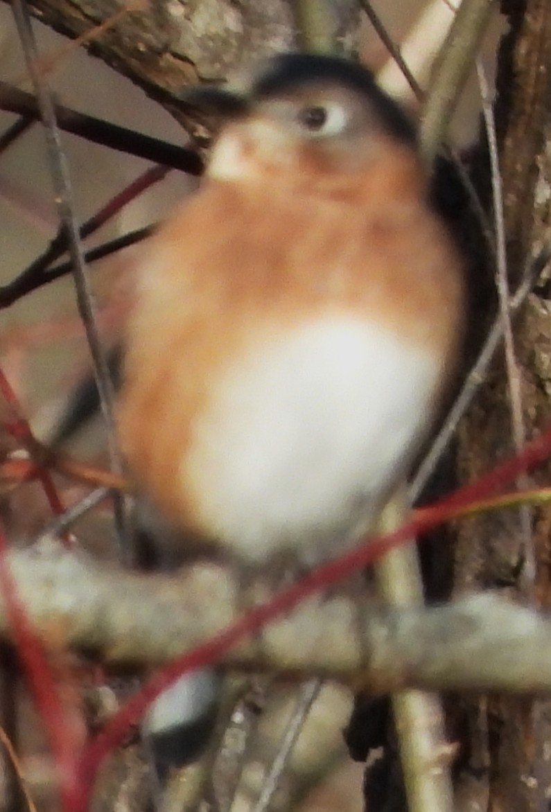 Eastern Bluebird - ML645271262