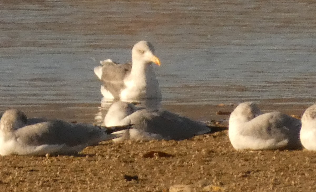 小黑背鷗(graellsii) - ML645271263