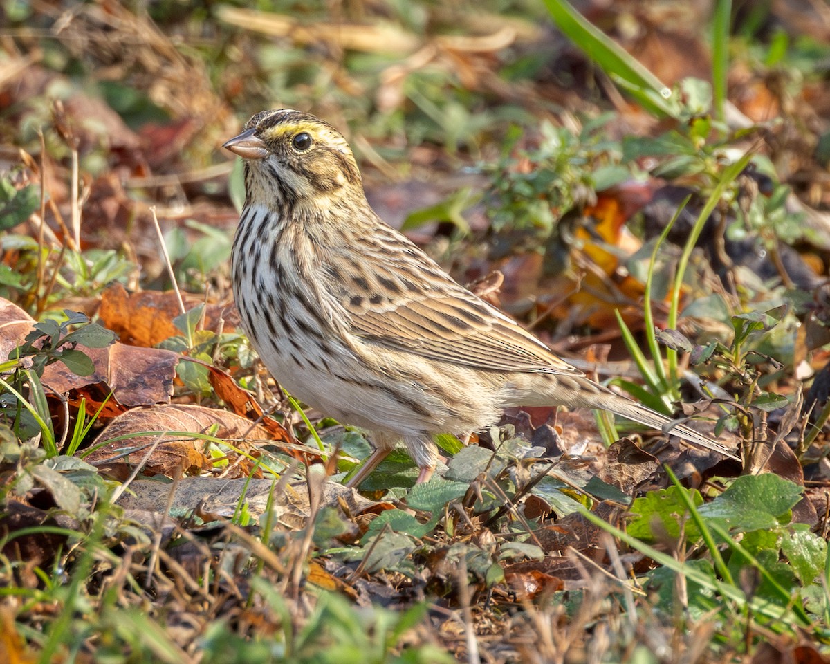 稀樹草鵐 - ML645271264