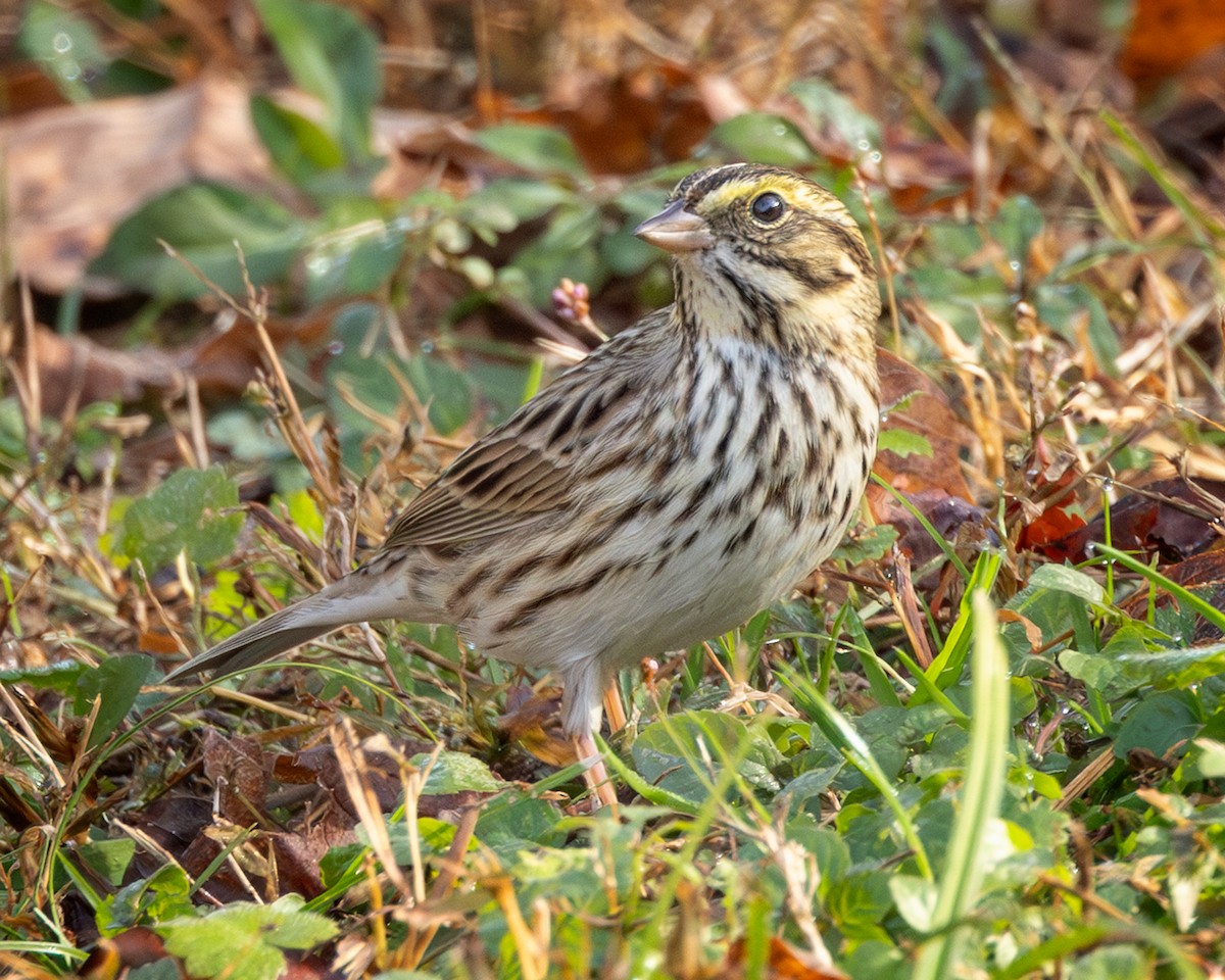稀樹草鵐 - ML645271265