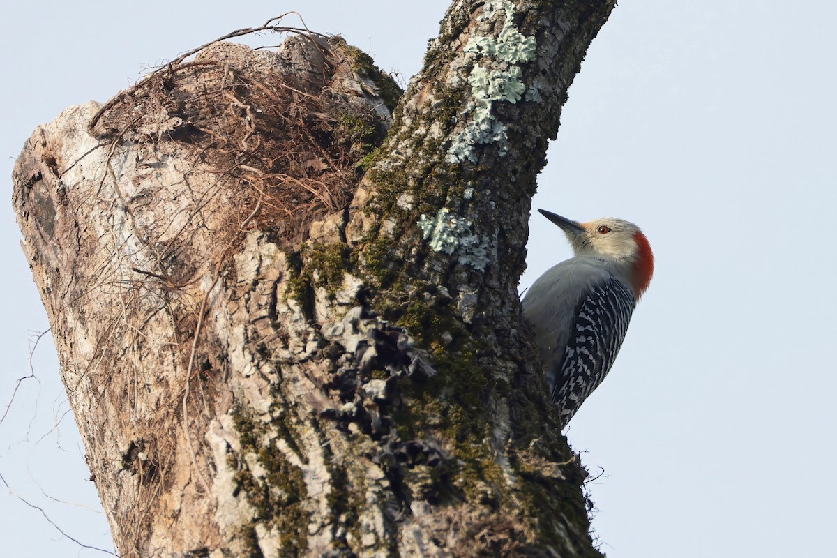 Red-bellied Woodpecker - ML645271266
