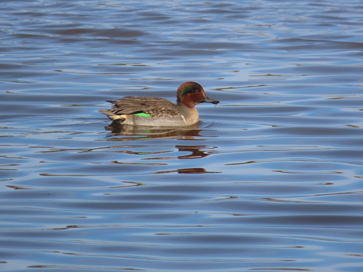 小水鴨 - ML645271267