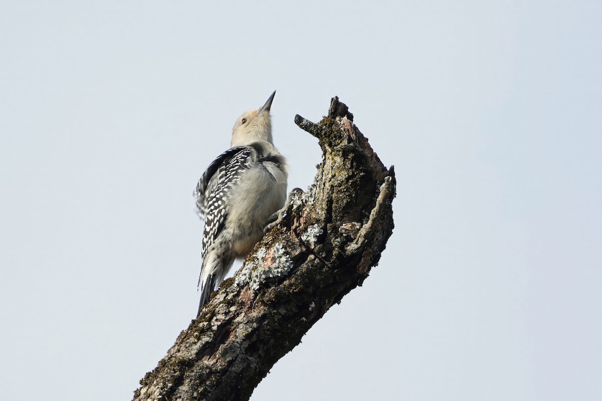 Red-bellied Woodpecker - ML645271268