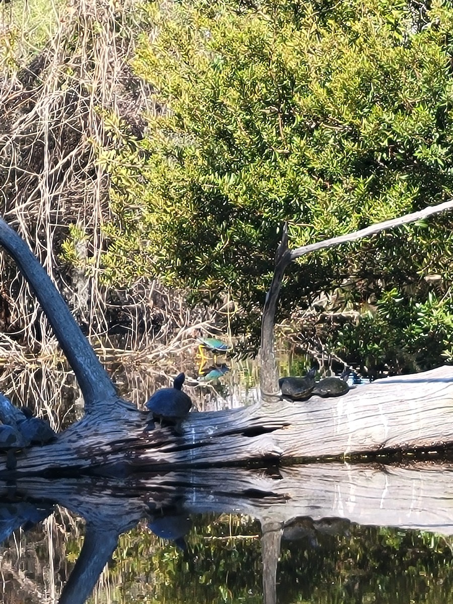 Purple Gallinule - ML645271269