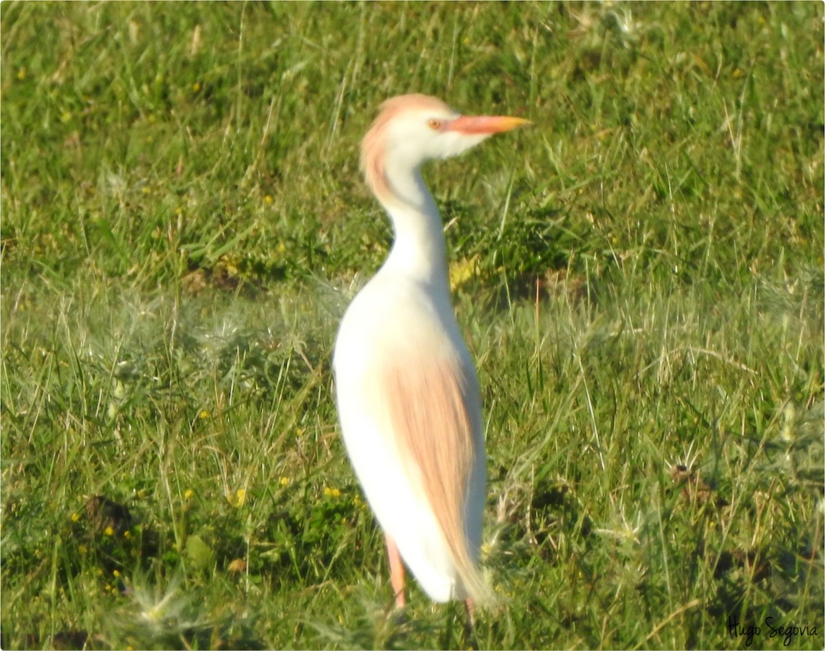 Western Cattle-Egret - ML645271270