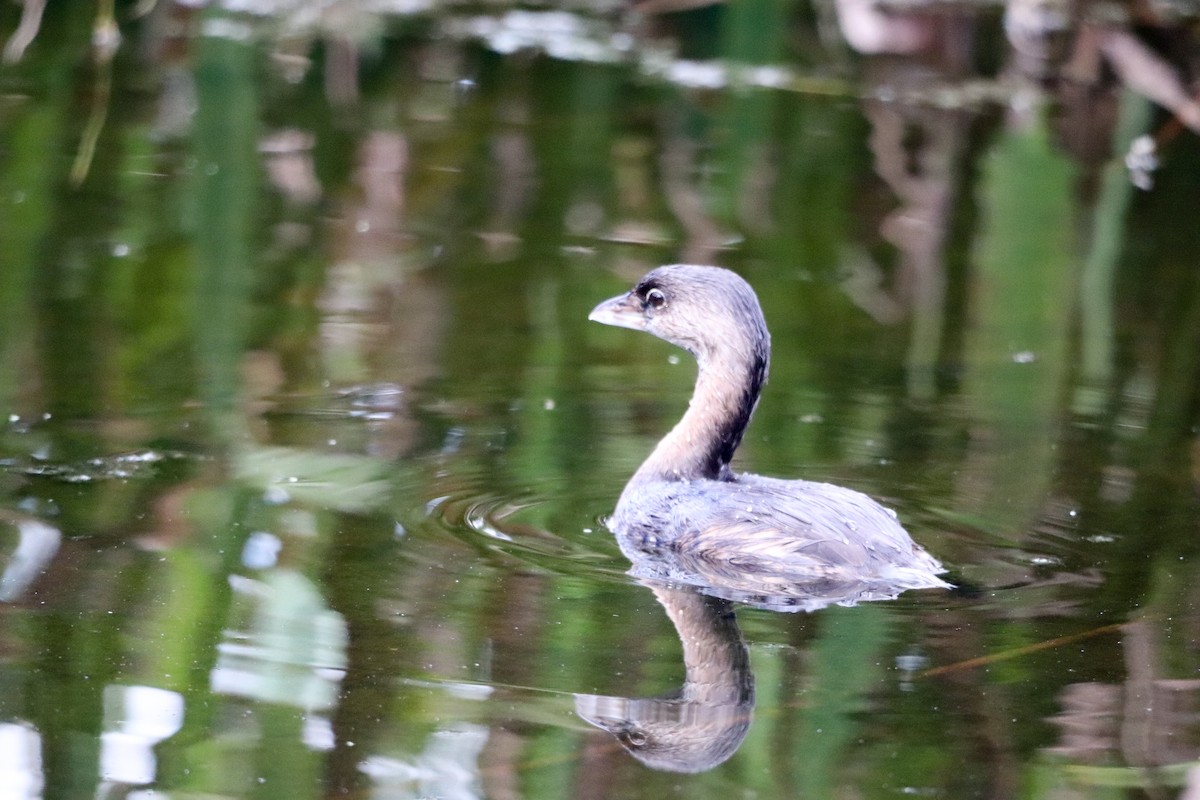 Pied-billed Grebe - ML645271271